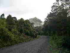 Coromandel Forest