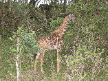 Giraffe at Arusha National Park