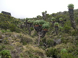 Planet of the Apes Landscape!